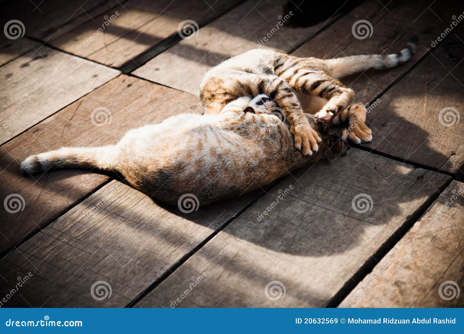 Cats Sleeping on Wooden Floor Stock Image Image of sleeping, floor