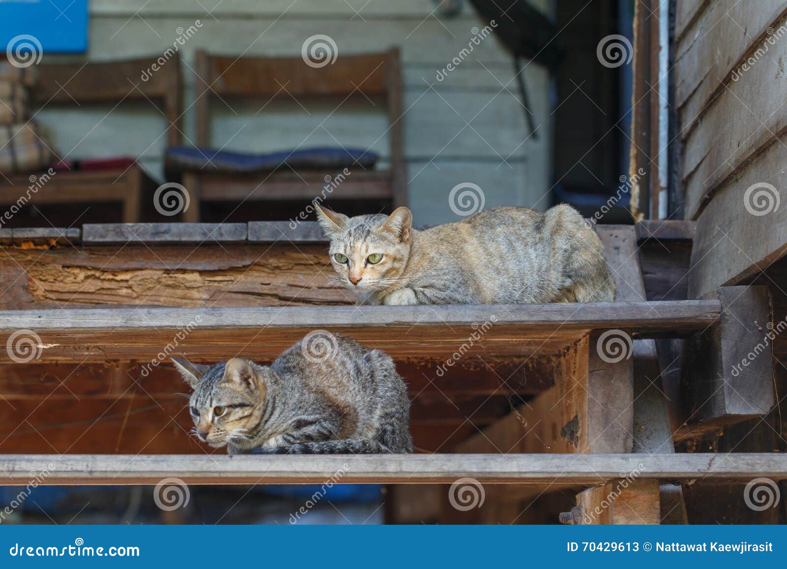 Cats on stairs stock image. Image of hair, beautiful 70429613