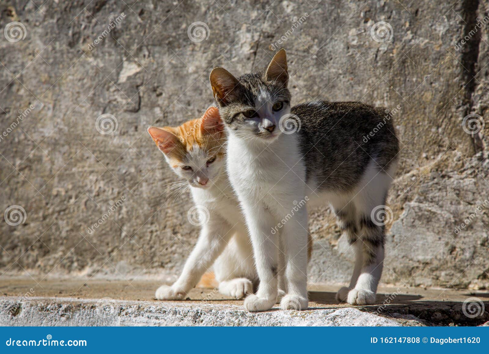 Cats in the Streets of Pelekas Village on Corfu Island Stock Photo ...