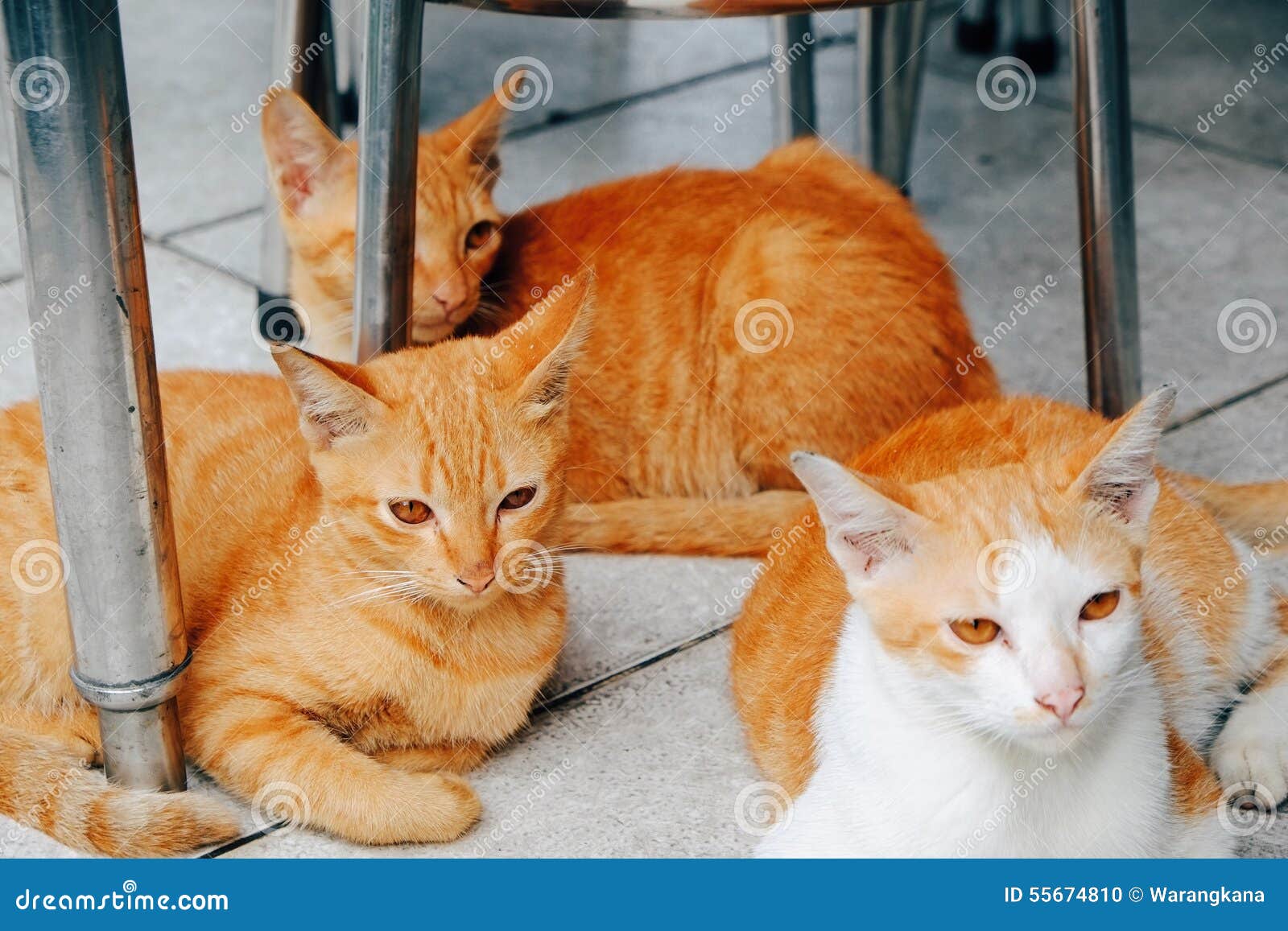 Cats in Thailand stock photo. Image of love, cats, thailand 55674810
