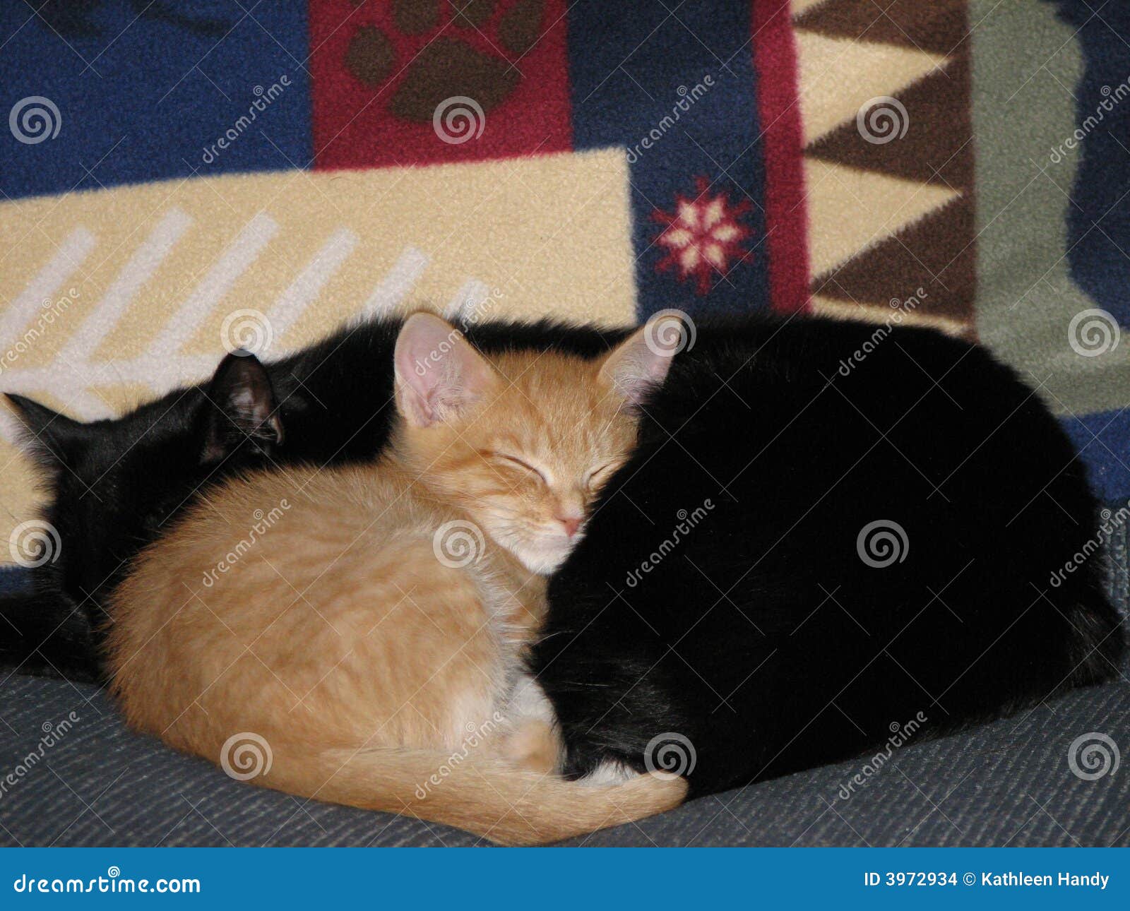 Cats Warm and Cozy 1 stock photo. Image of kitten, peaceful 3972934