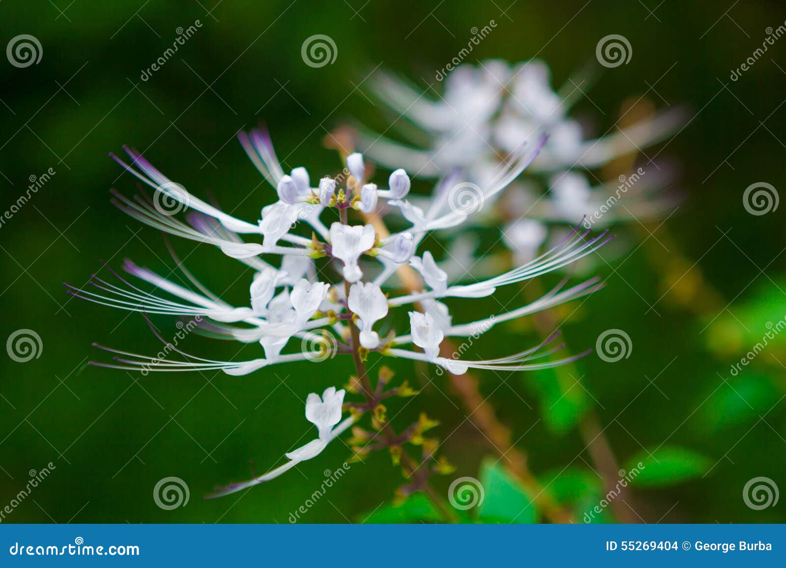 Cats whiskers plant stock photo. Image of leaves, asia 55269404
