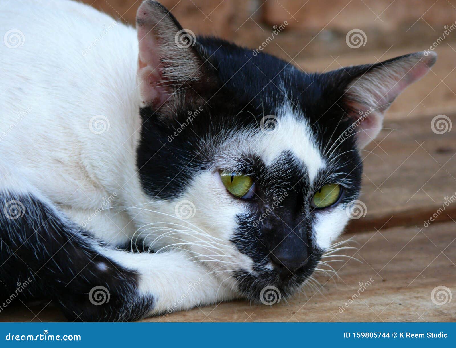 Cats on Wooden Floors, Sharp Cat Eyes Stock Photo Image of sharp