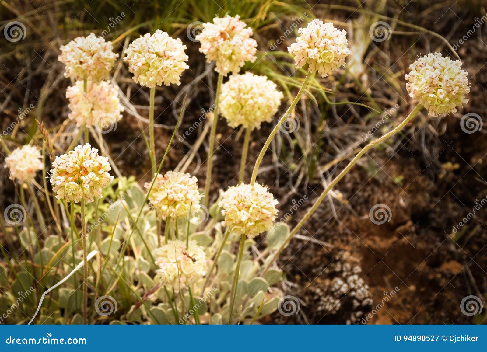 eriogonum ovalifolium variety purpureum (cushion buckwheat) polygonaceae (buckwheat family)