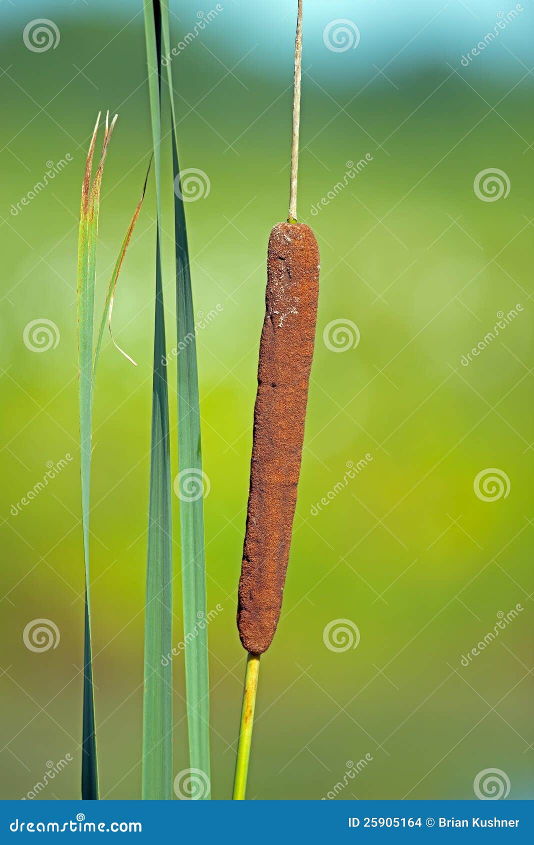 Cattail enmarcado contra un fondo verde oscuro.