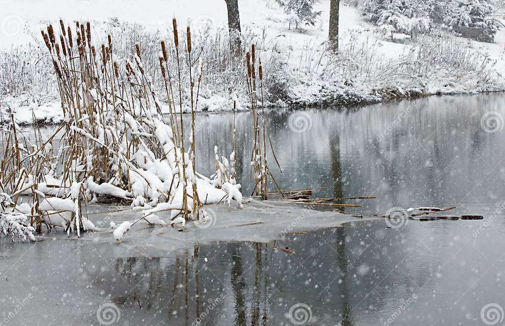 Cattail Pirscht Sich in Einem Gefrorenen Teich an, Der Im Frischen