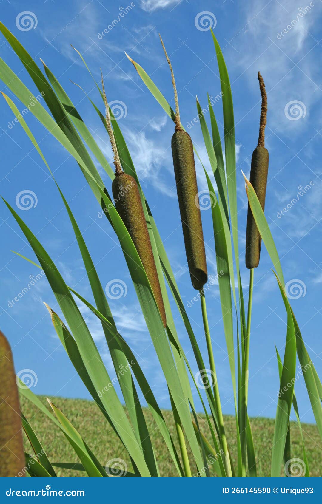 Cattail `Typha Latifolia`, or Pond Reed Stock Photo Image of edge