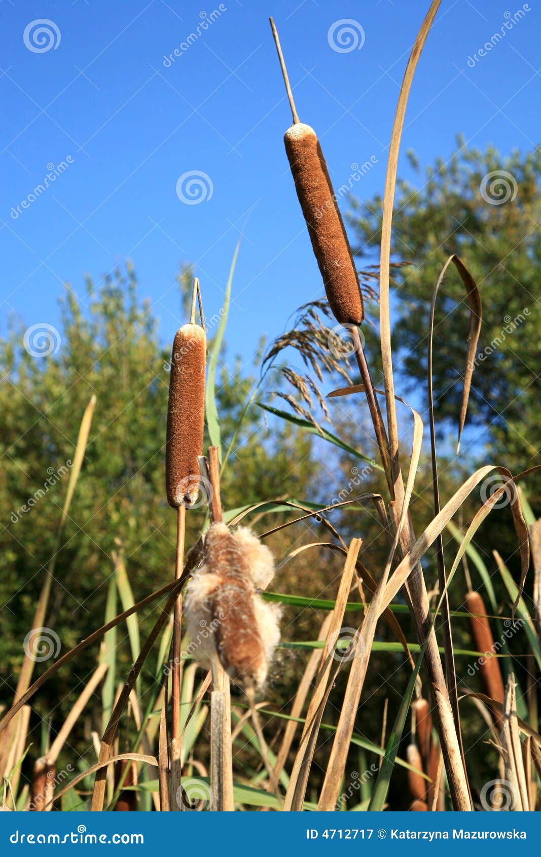 Cattails stock image. Image of brown, grassy, leaves, latifolia 4712717