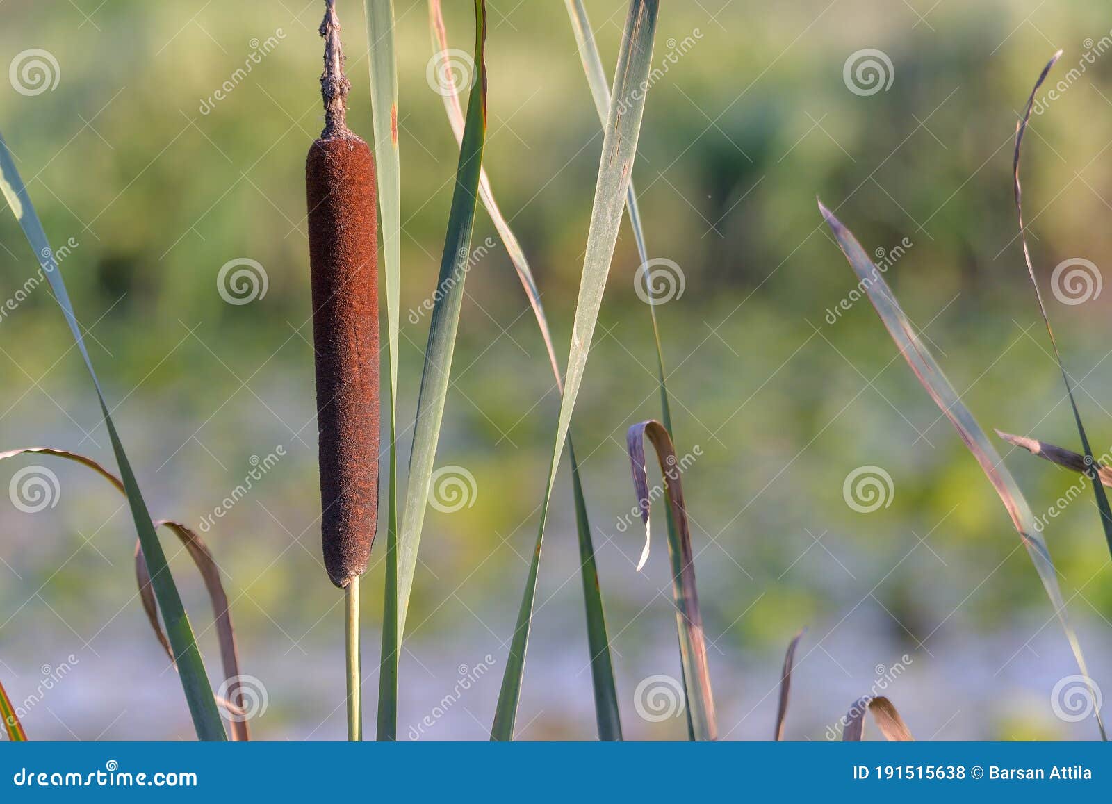Cattails/bulrush beside River. it Has Another Vivid Name Corn Dog Grass Stock Photo Image of