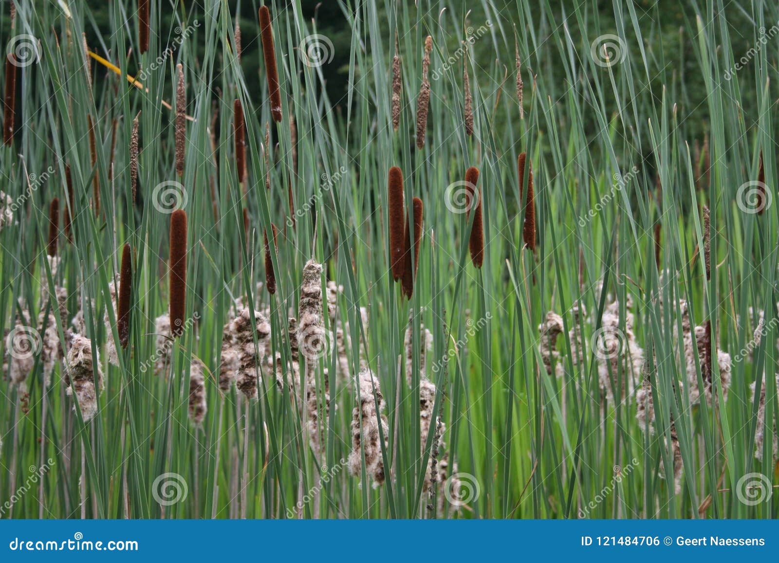 Cattails stock photo. Image of flowering, plant, plants 121484706