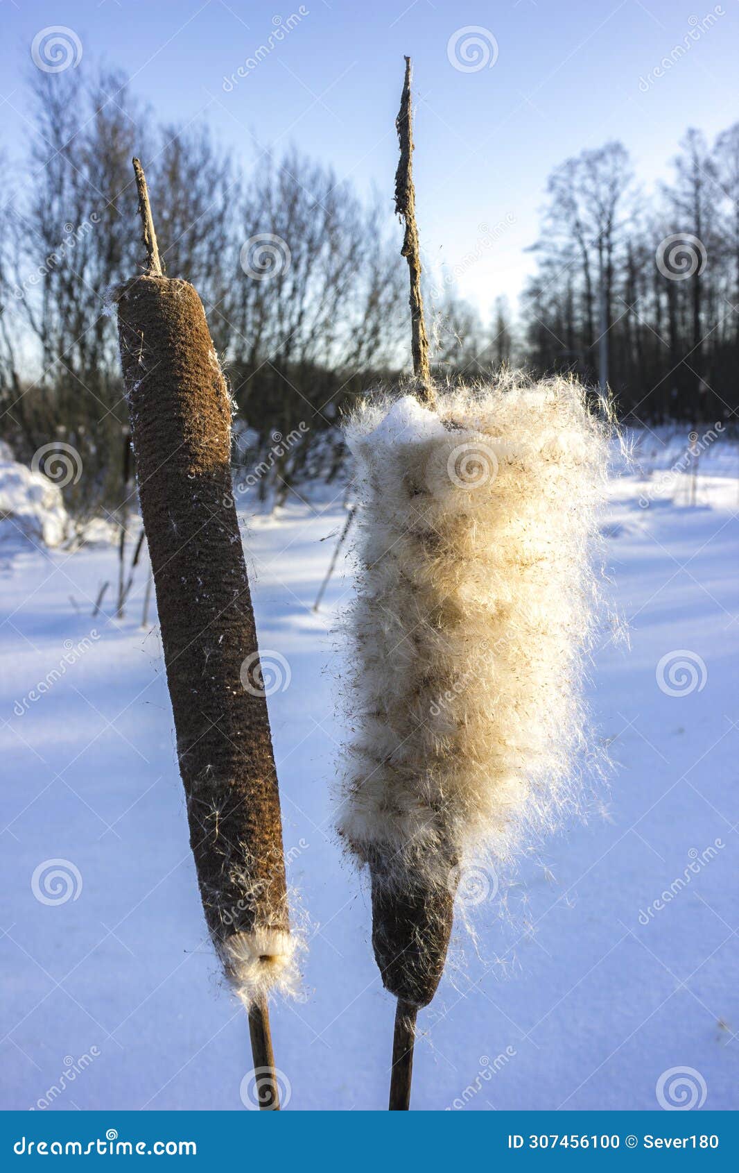 Cattails Fluff Up in Winter, Spreading Their Seeds Stock Photo Image