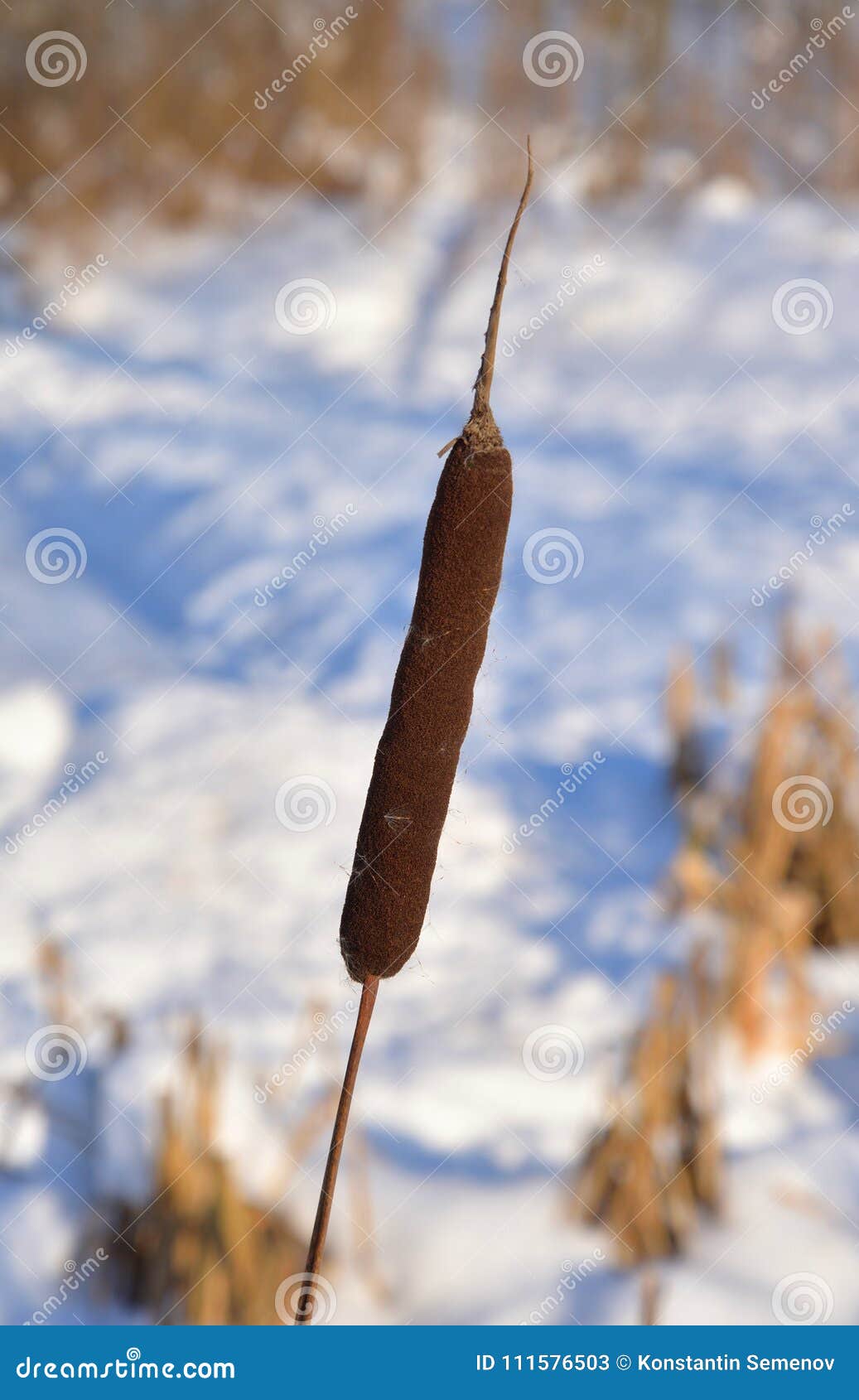 Cattails in winter. stock image. Image of pond, plant 111576503