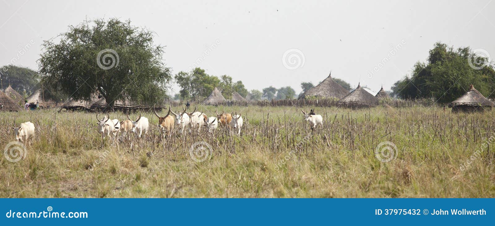 cattle in african village