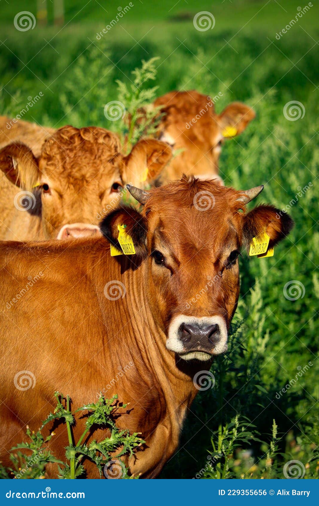 Thistles Cows Stock Photos Free & RoyaltyFree Stock Photos from
