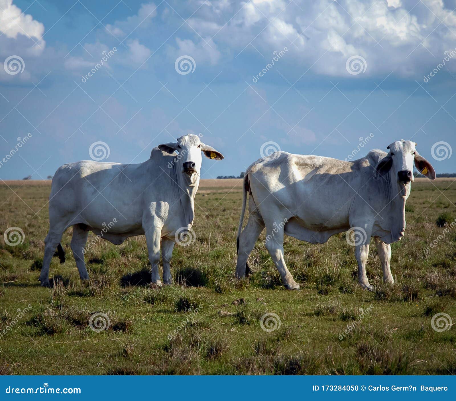 Cattle in Argentine ranch stock photo. Image of meadow 173284050