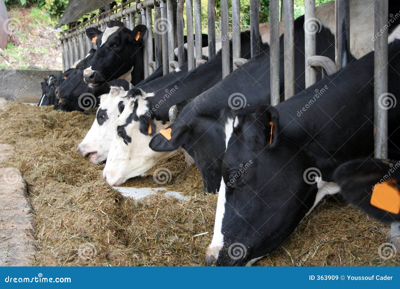 Cattle Breeding #2 stock image. Image of feeding, island - 363909