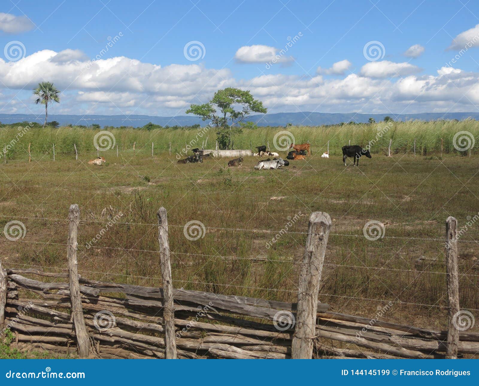 cattle breeding in the interior of cearÃÂ¡