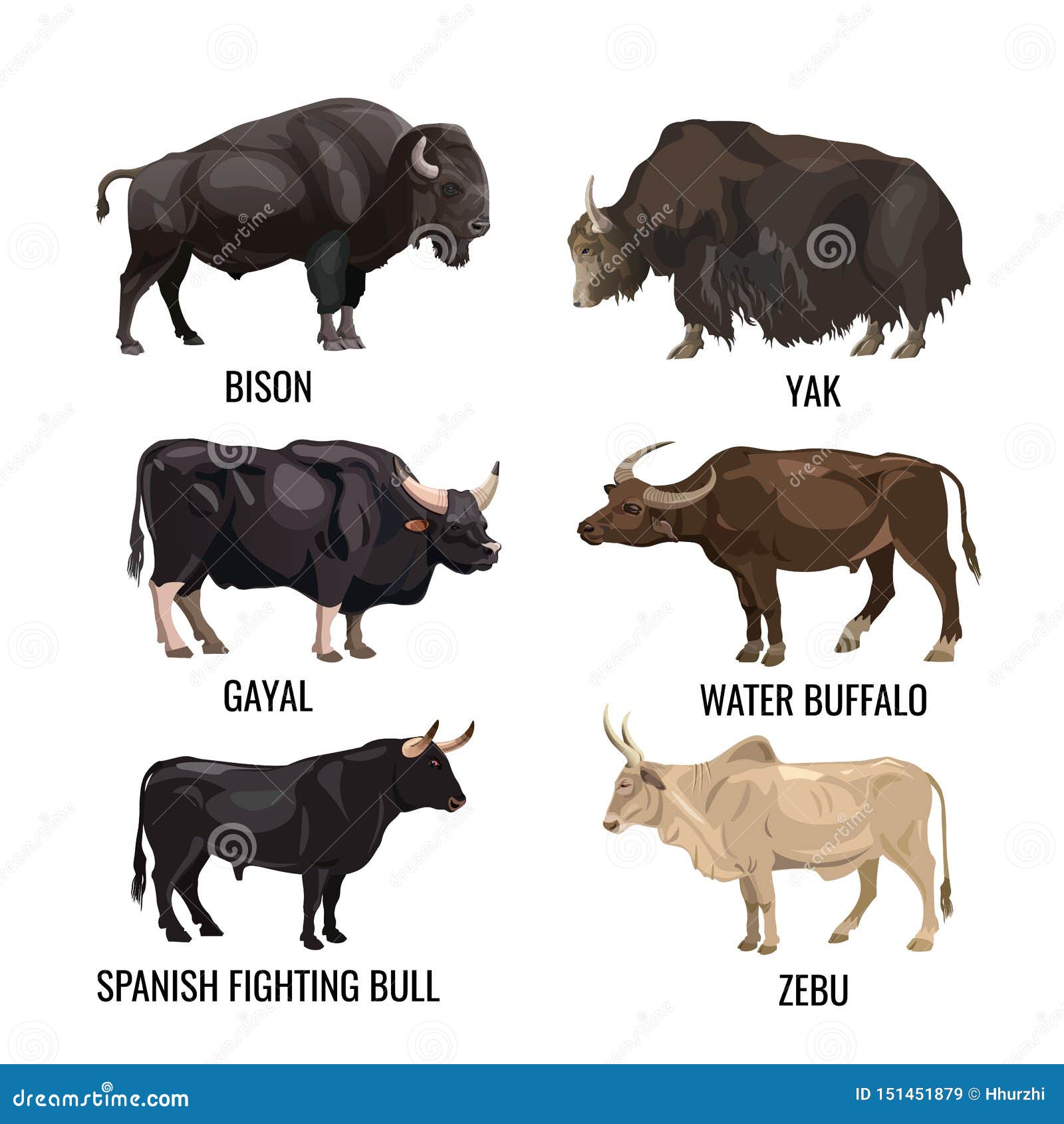 Ox Images Bull