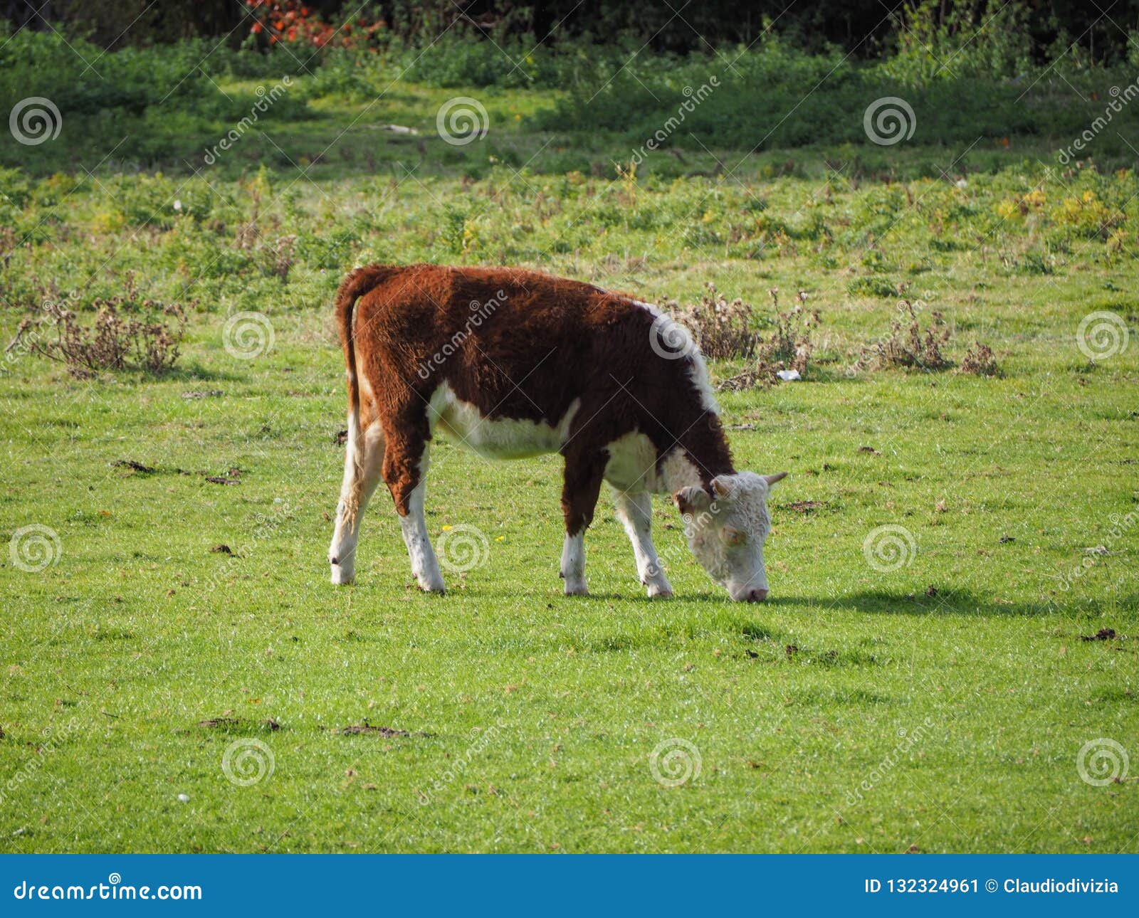 coe fen meadowland cattle in cambridge
