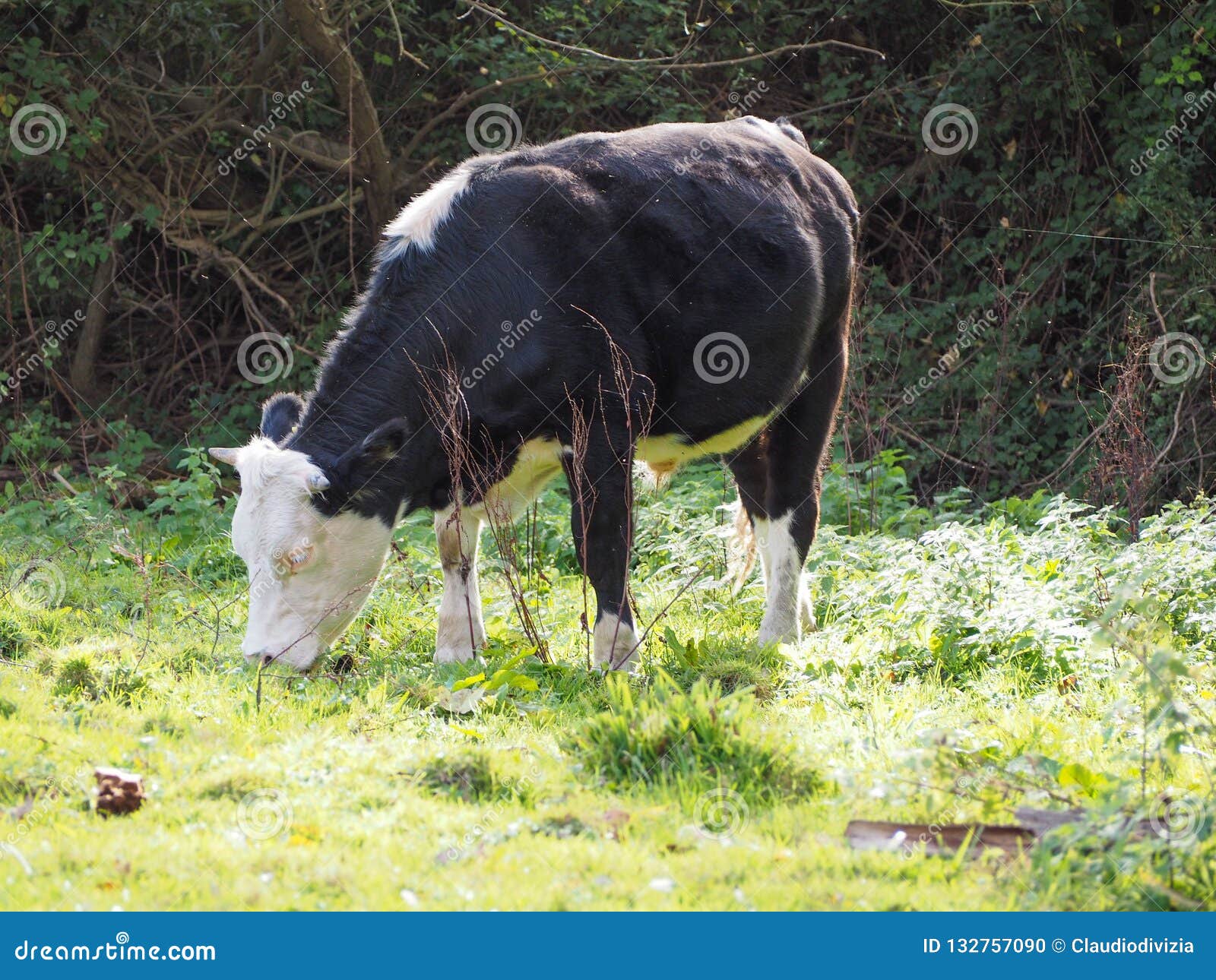 coe fen meadowland cattle in cambridge
