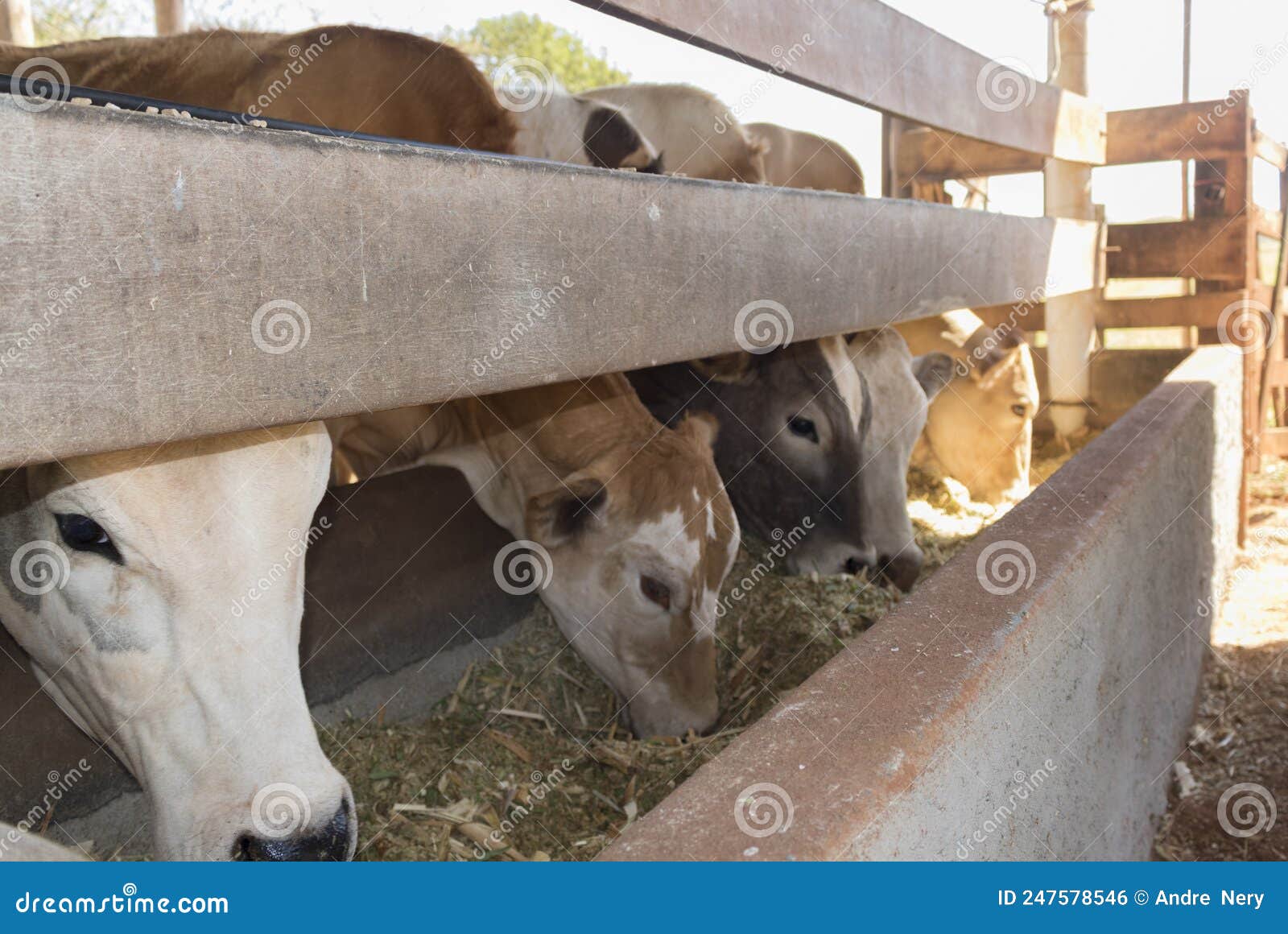 Cattle on Confinement in Farm Stock Photo Image of herd, pasture