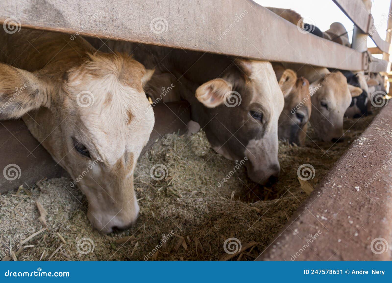 Cattle on Confinement in Farm Stock Image Image of bovine, herd