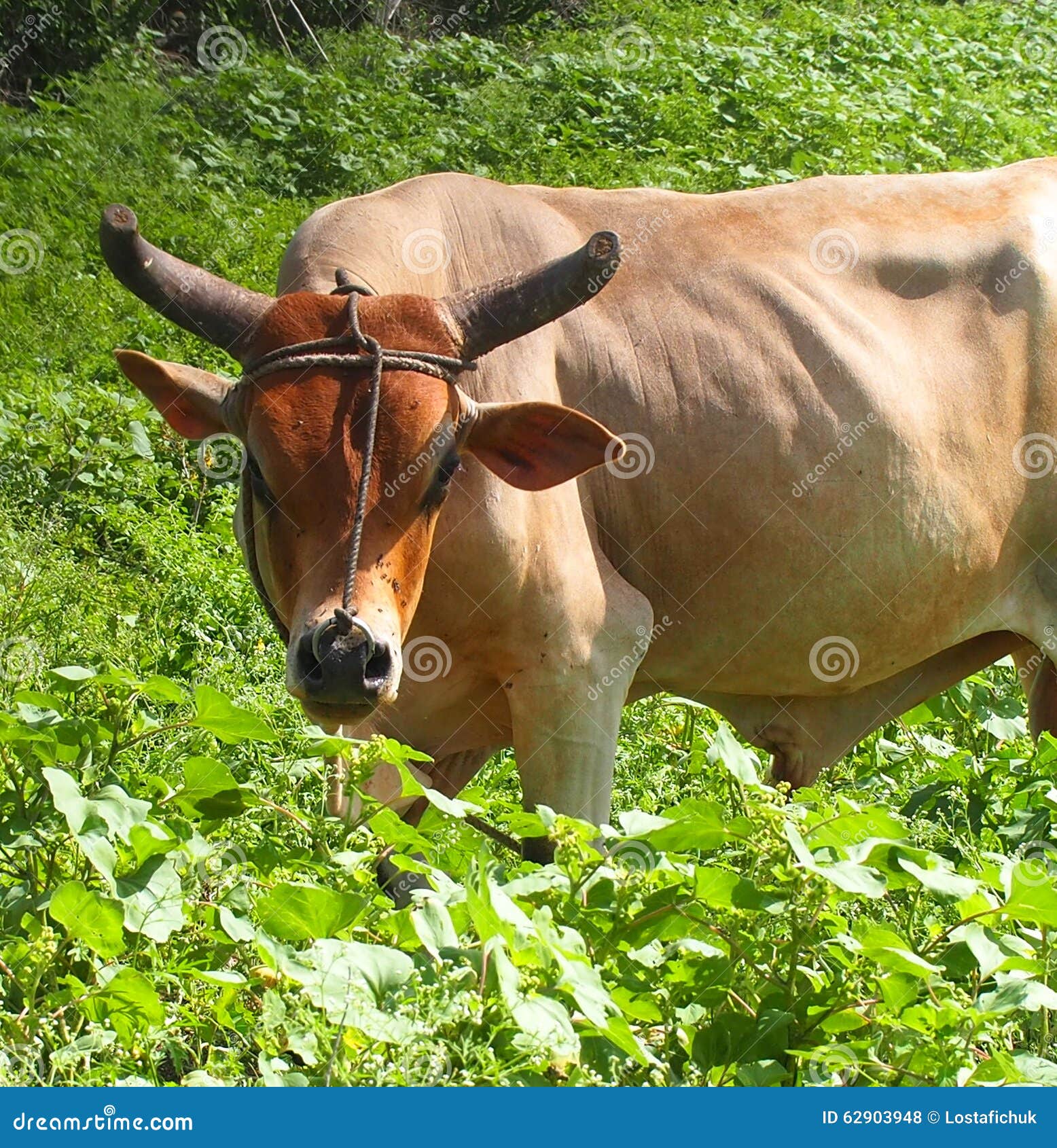 Cattle of Cuba stock photo. Image of rural, cattle, agriculture 62903948