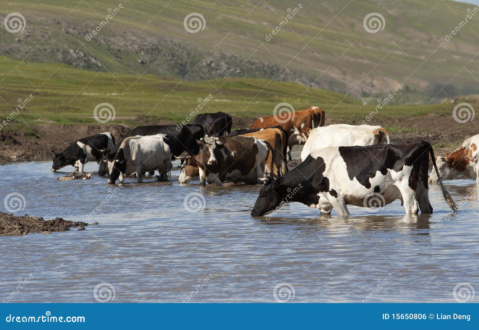 Cattle drinking stock photo. Image of animal, water, environment 15650806
