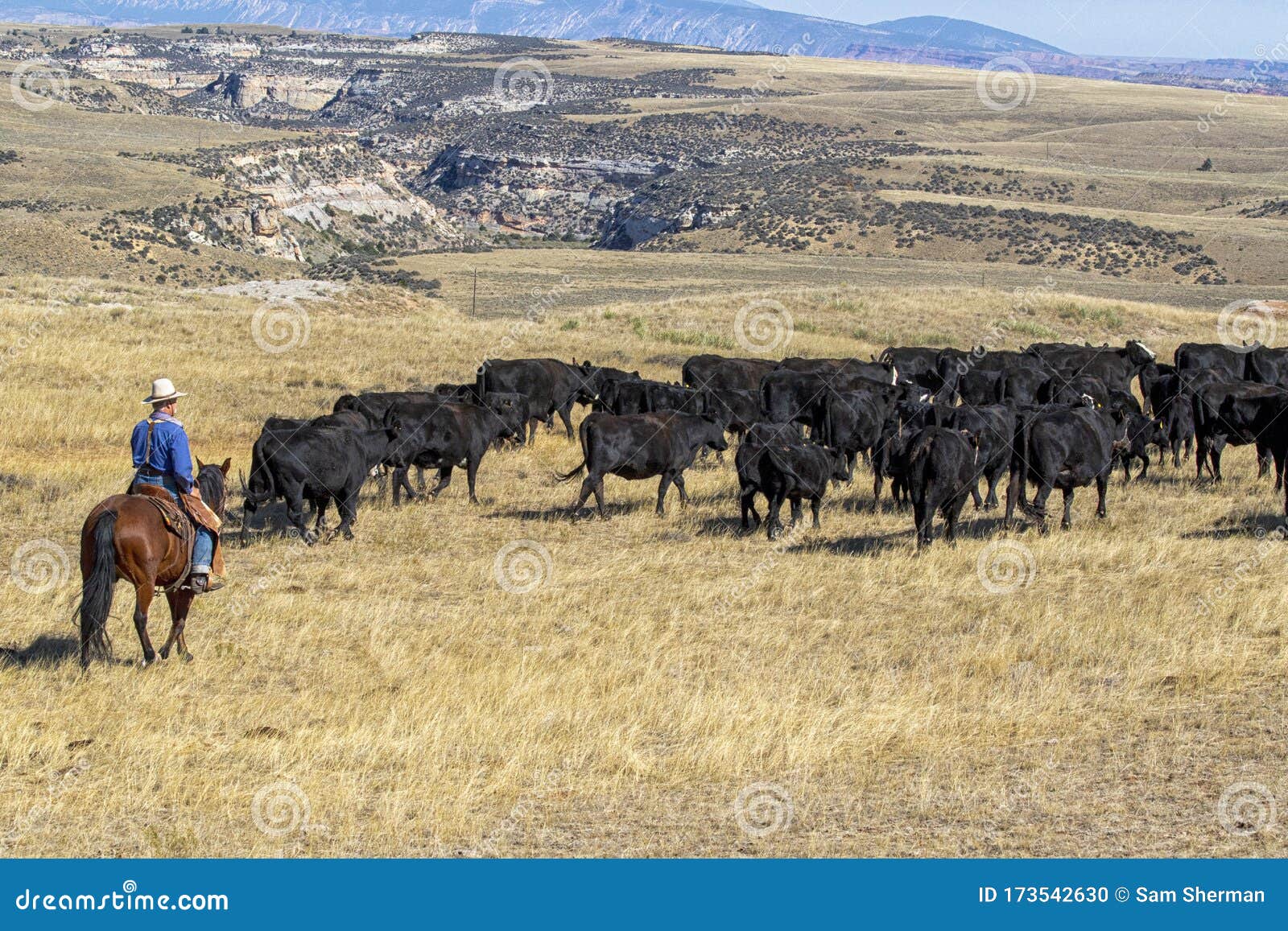 cattle drive near the hole-in-the-wall country of wyoming.
