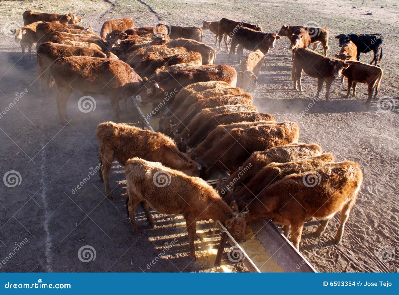 Cattle eating stock photo. Image of rural, livestock, food - 6593354