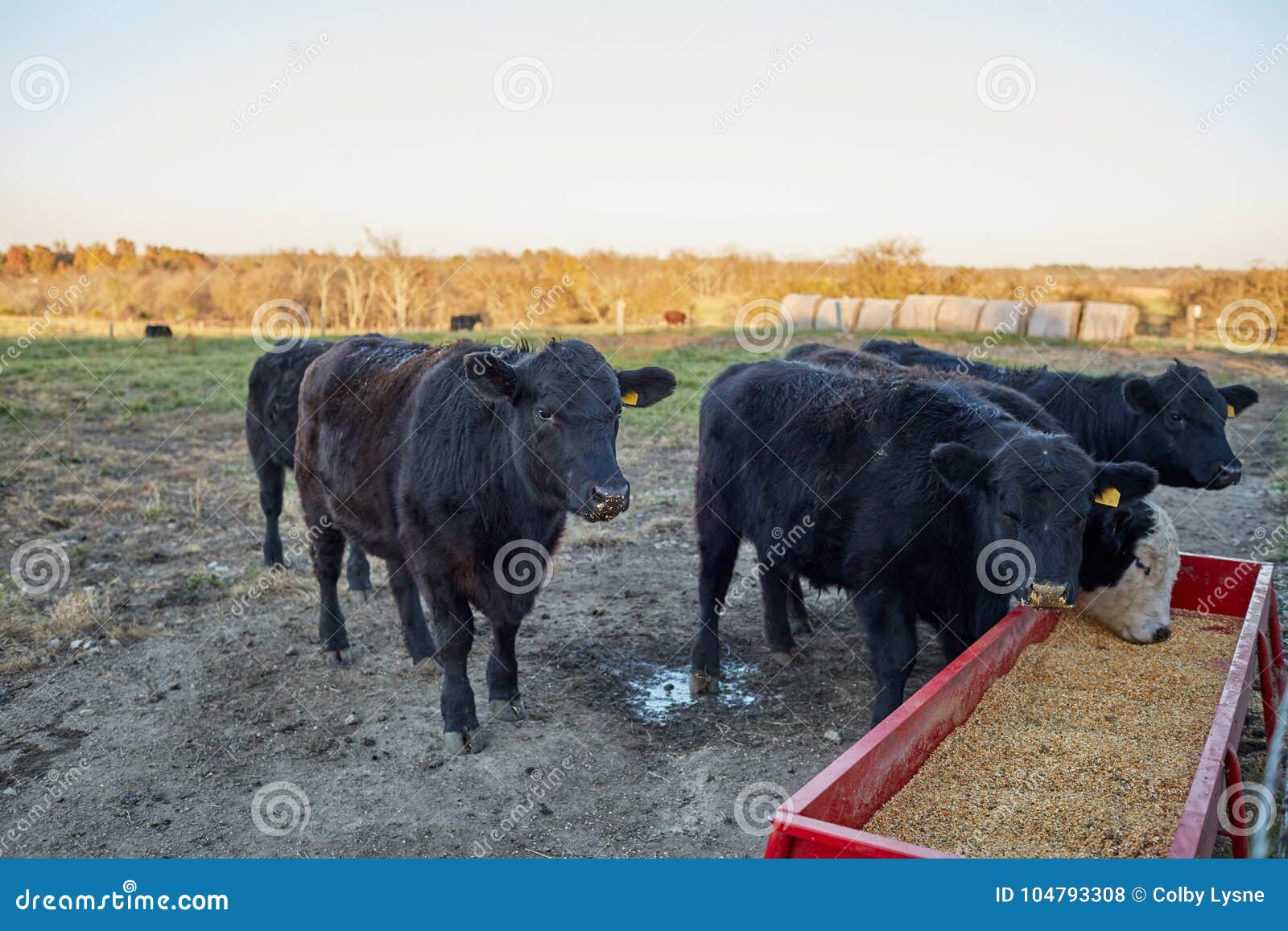 Cattle Eating Fodder from Feeding Trough Stock Photo Image of field