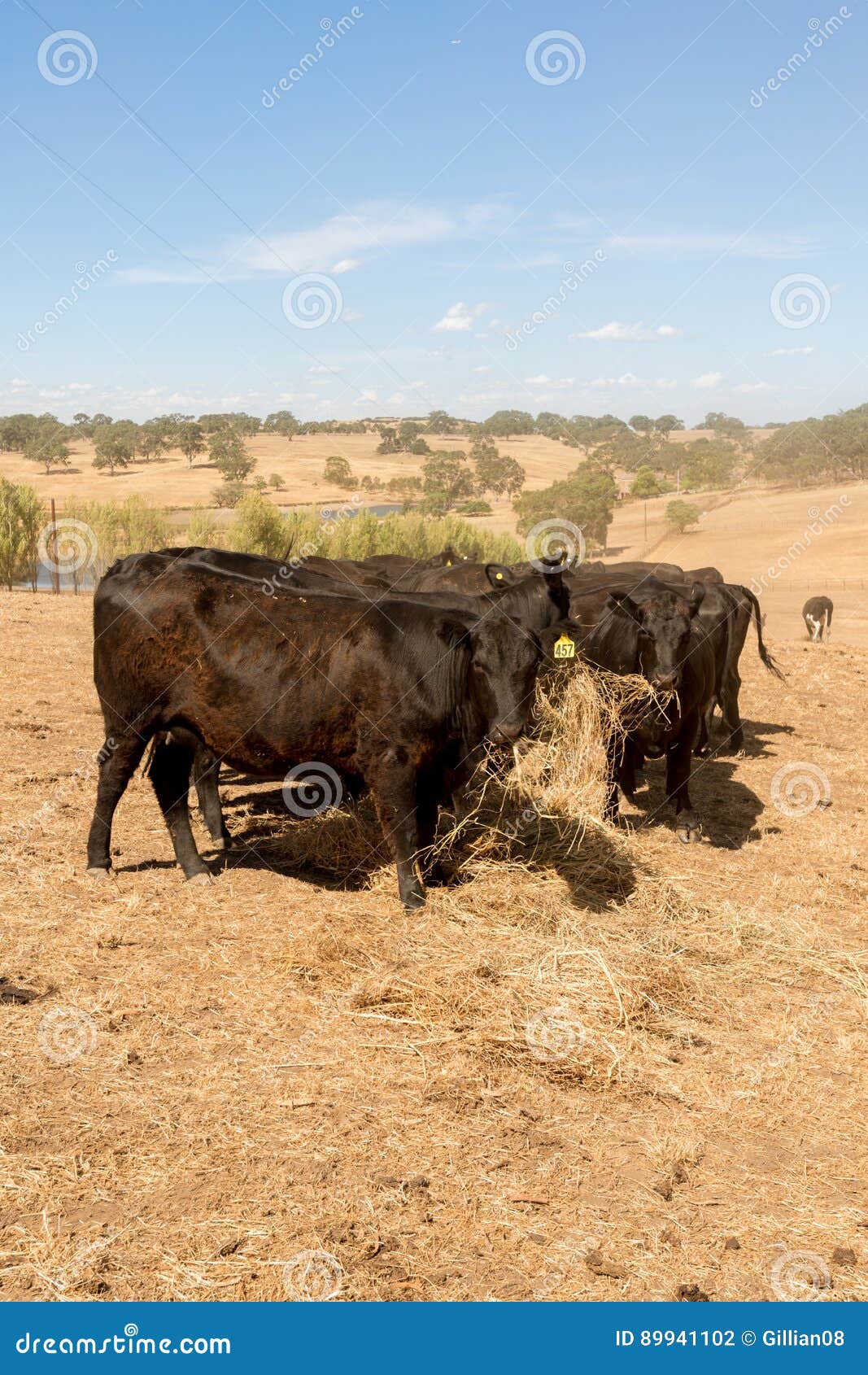 Cattle Eating Hay during a Dry Summer Stock Photo Image of cattle