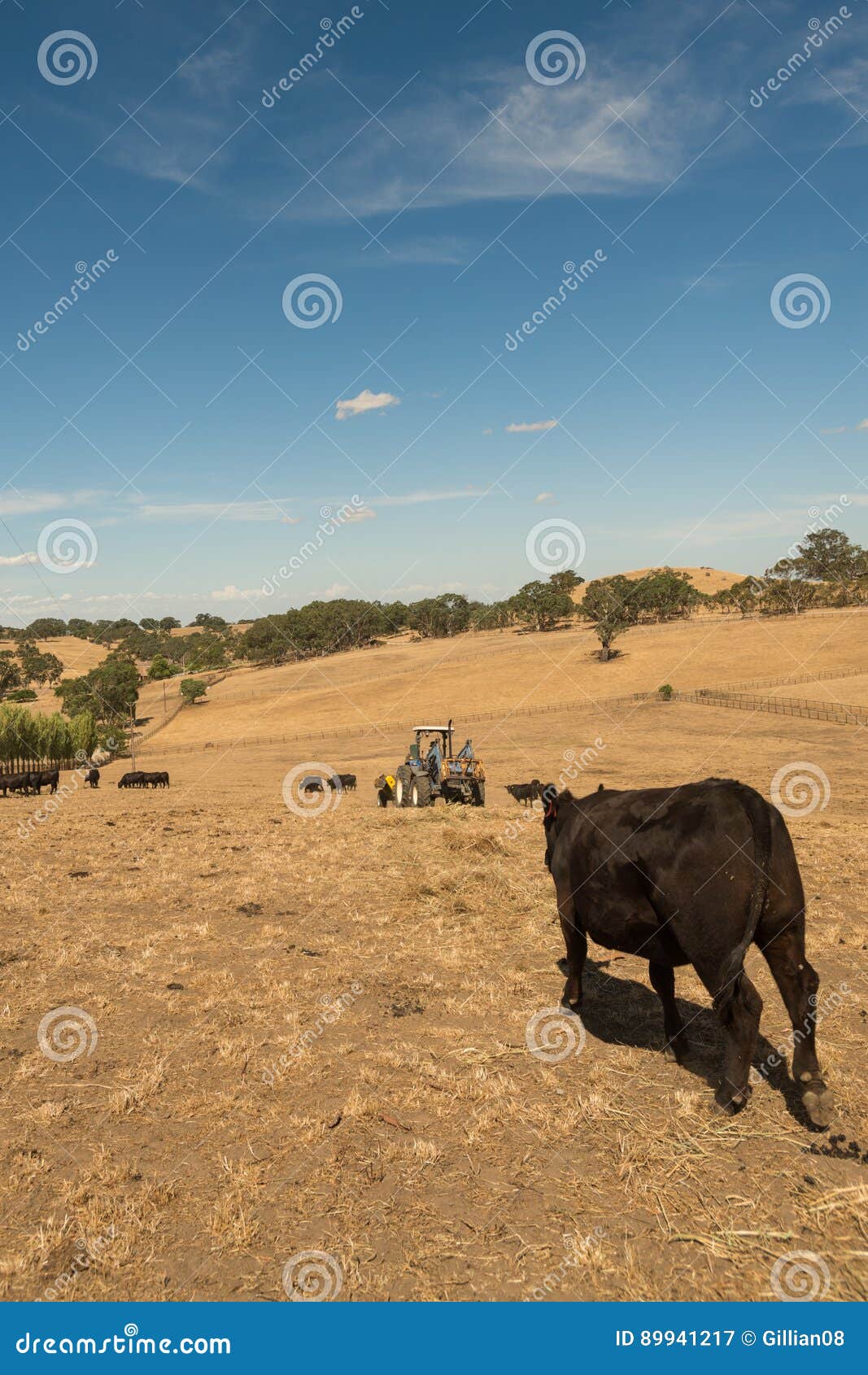 Cattle Eating Hay during a Dry Summer Stock Image Image of paddock