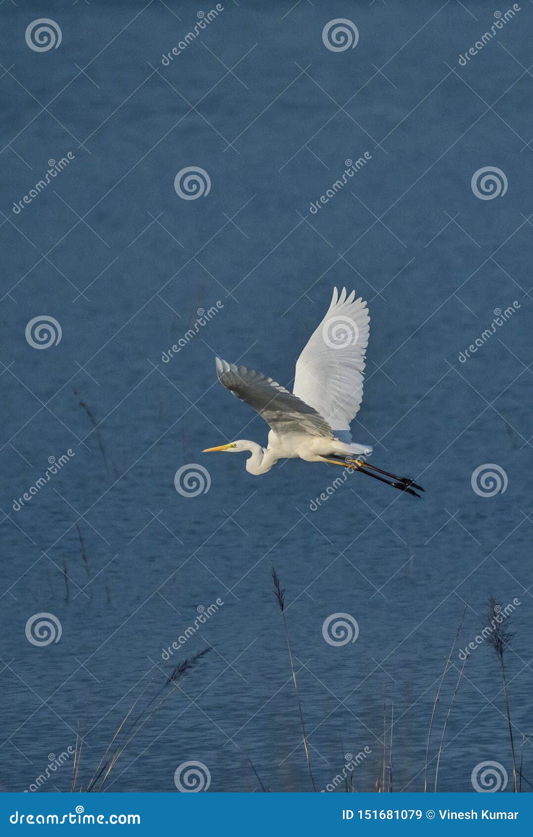 cattle egret bird flying over the ramganga rive in an indian forest