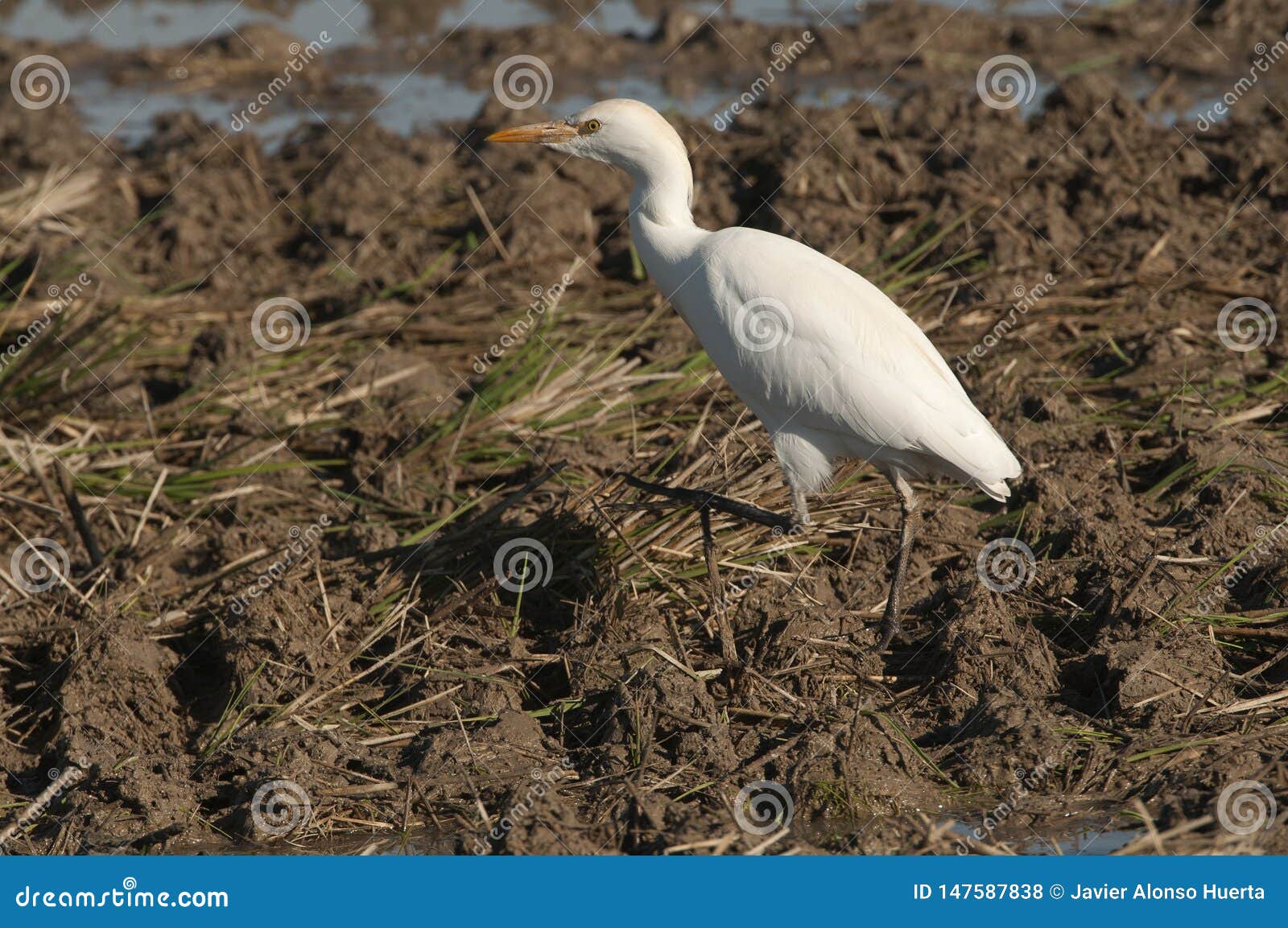 cattle egret - bubulcus ibis looking for food
