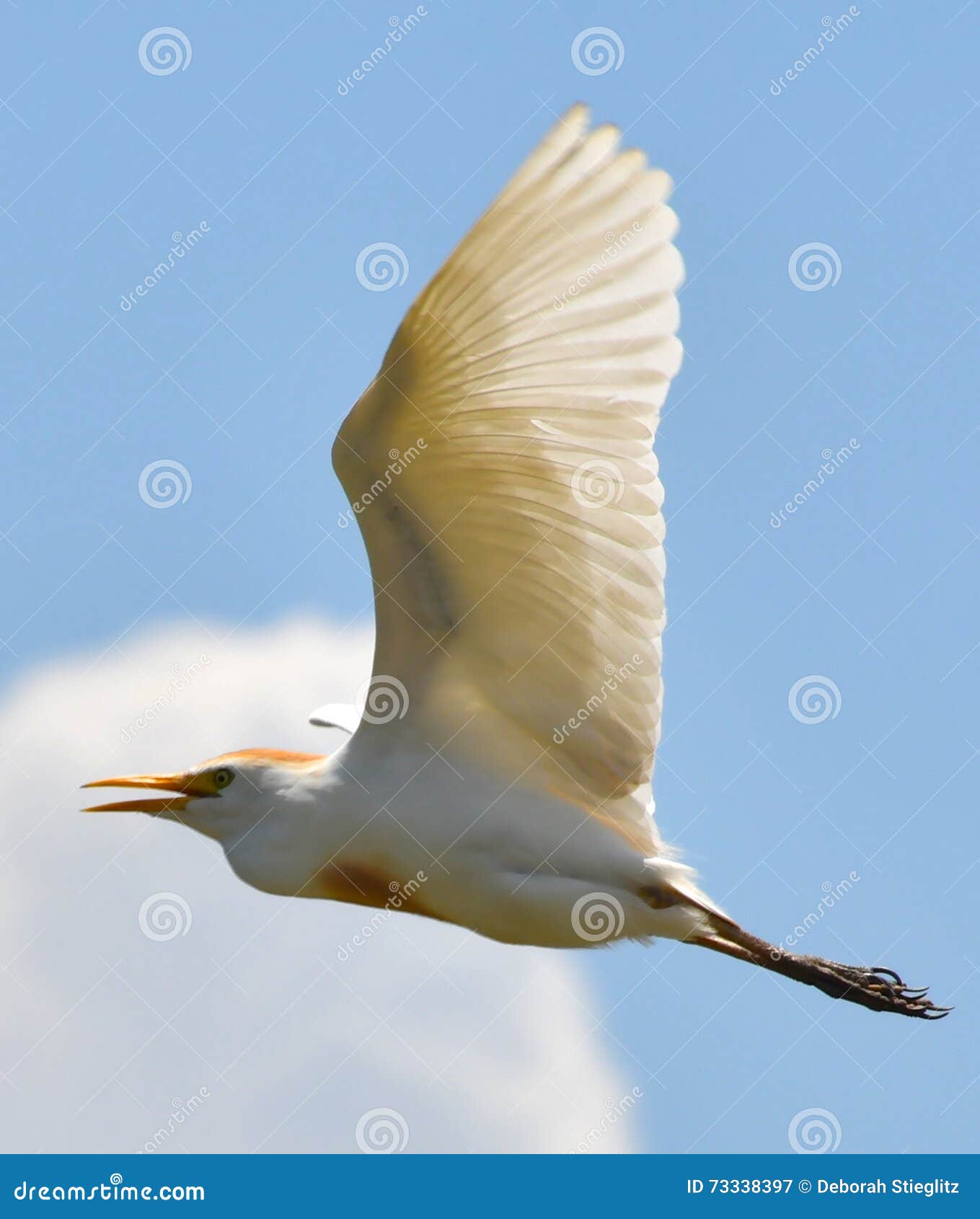 Cattle Egret in Flight stock image. Image of heron, temperate - 73338397