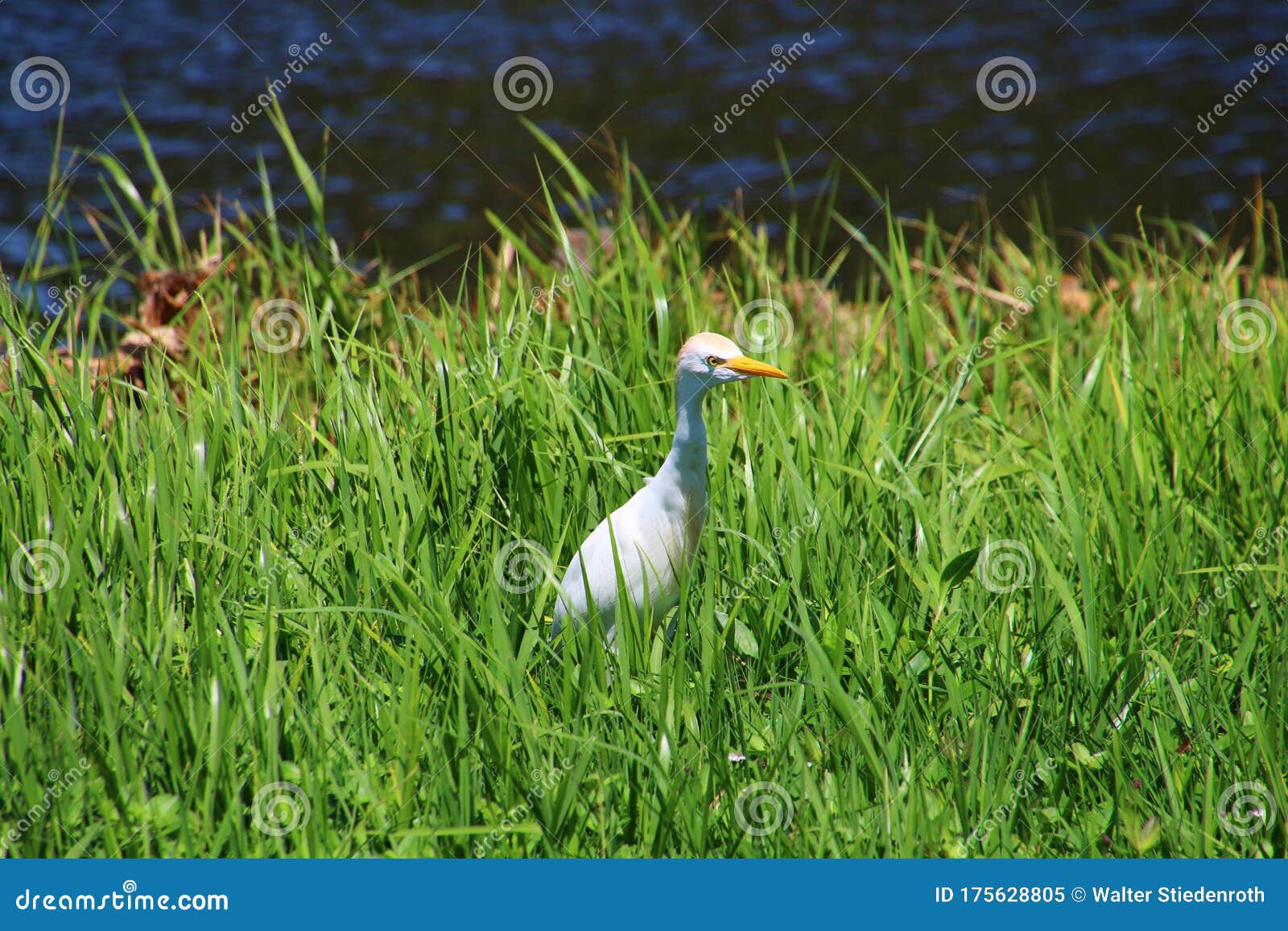 cattle egret in the grass