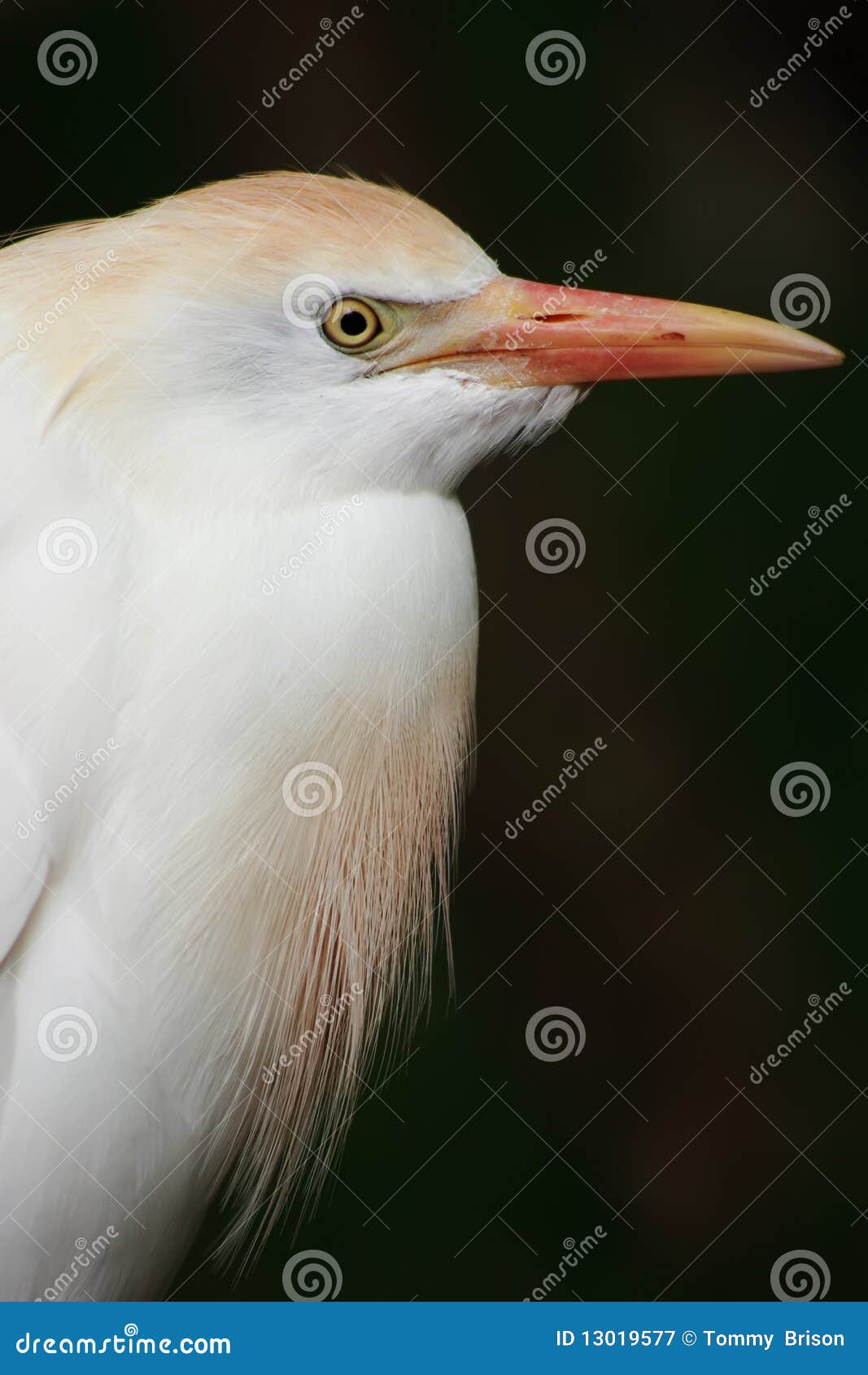 cattle egret portrait