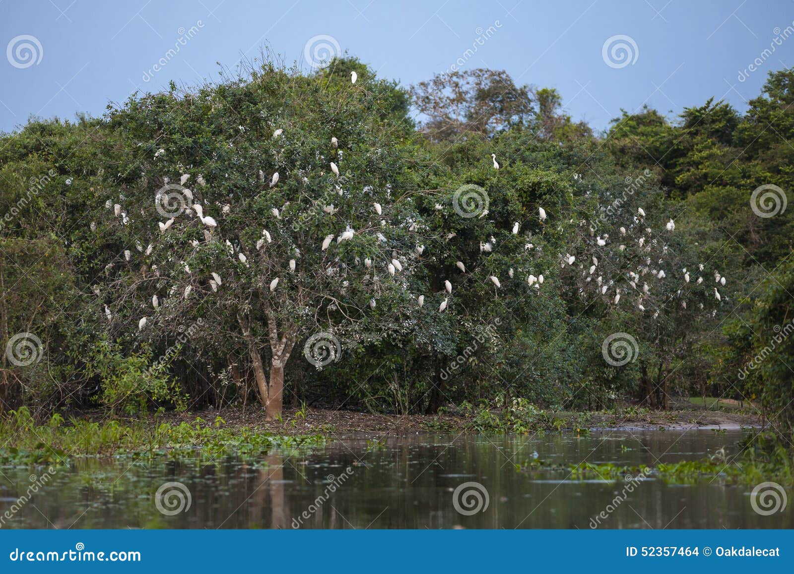cattle egret roost along riverbank, wide angle