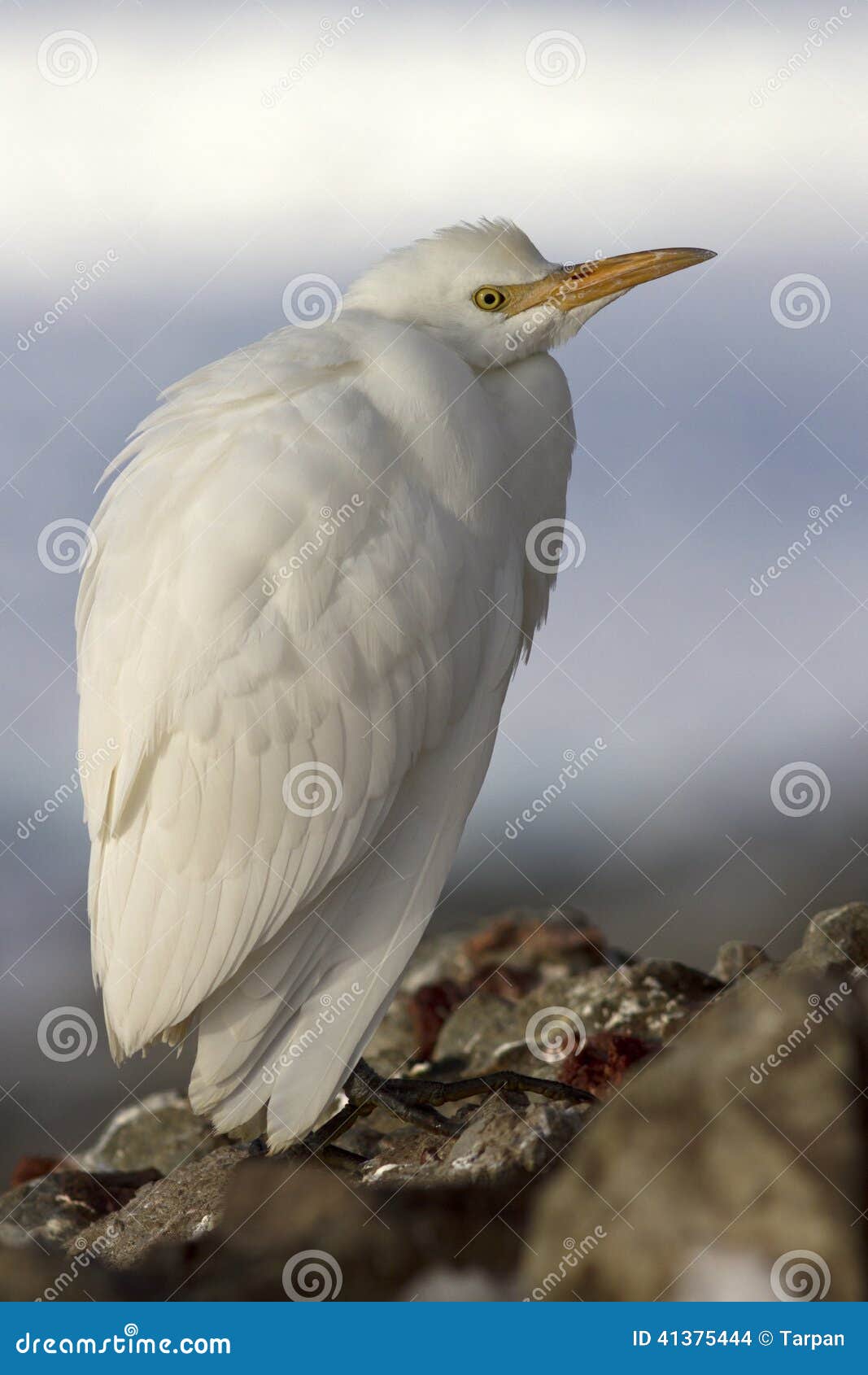 cattle egret in winter plumage which sits on rockh antarctic isl