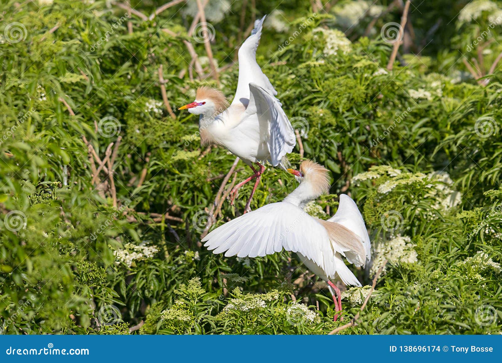 cattle egrets territorial fight, squabble