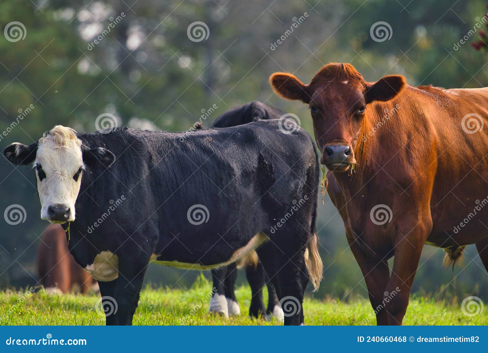 398 Cattle Mating Stock Photos - Free & Royalty-Free Stock Photos from  Dreamstime