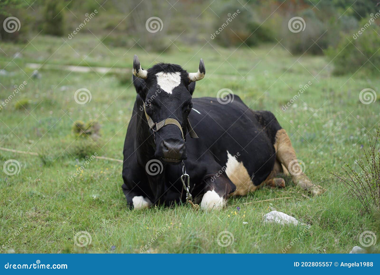 cattle on the family farm