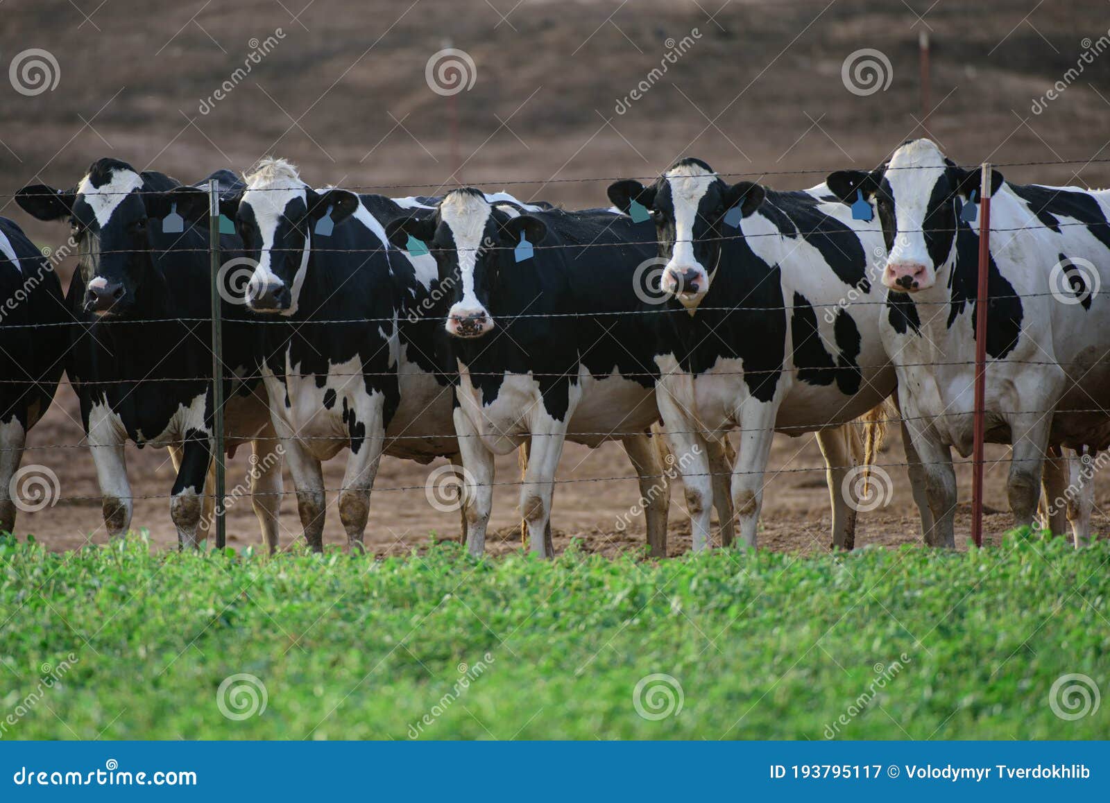 Cattle Farm. Dairy Cows Cowshed in a Farm. Stock Image Image of cows
