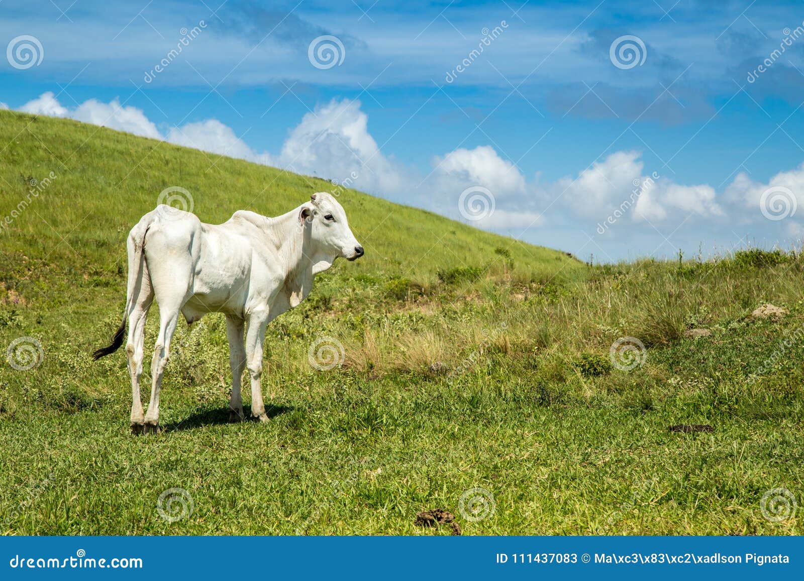 cattle farm montain pecuaria brazil