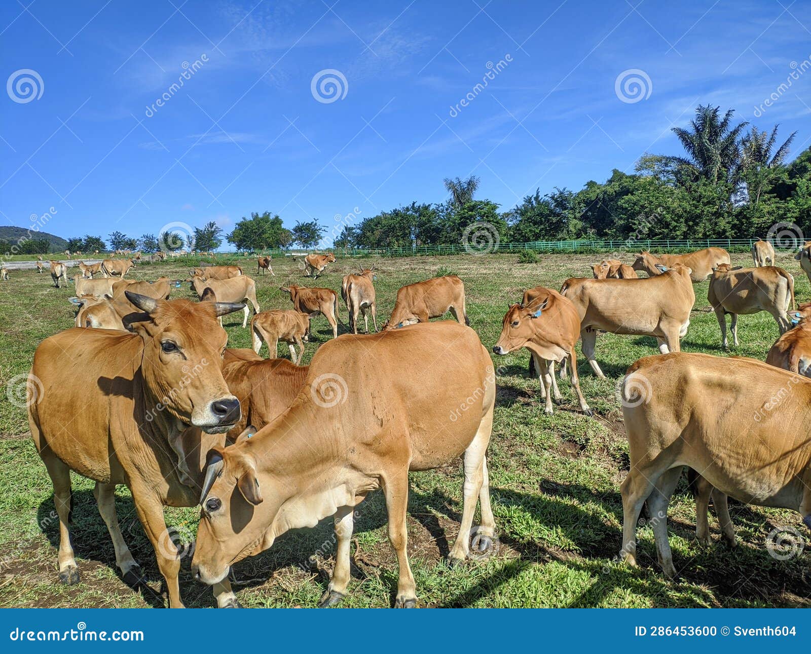 Cattle Farm on the Mountain Hill in the Morning Stock Photo Image of