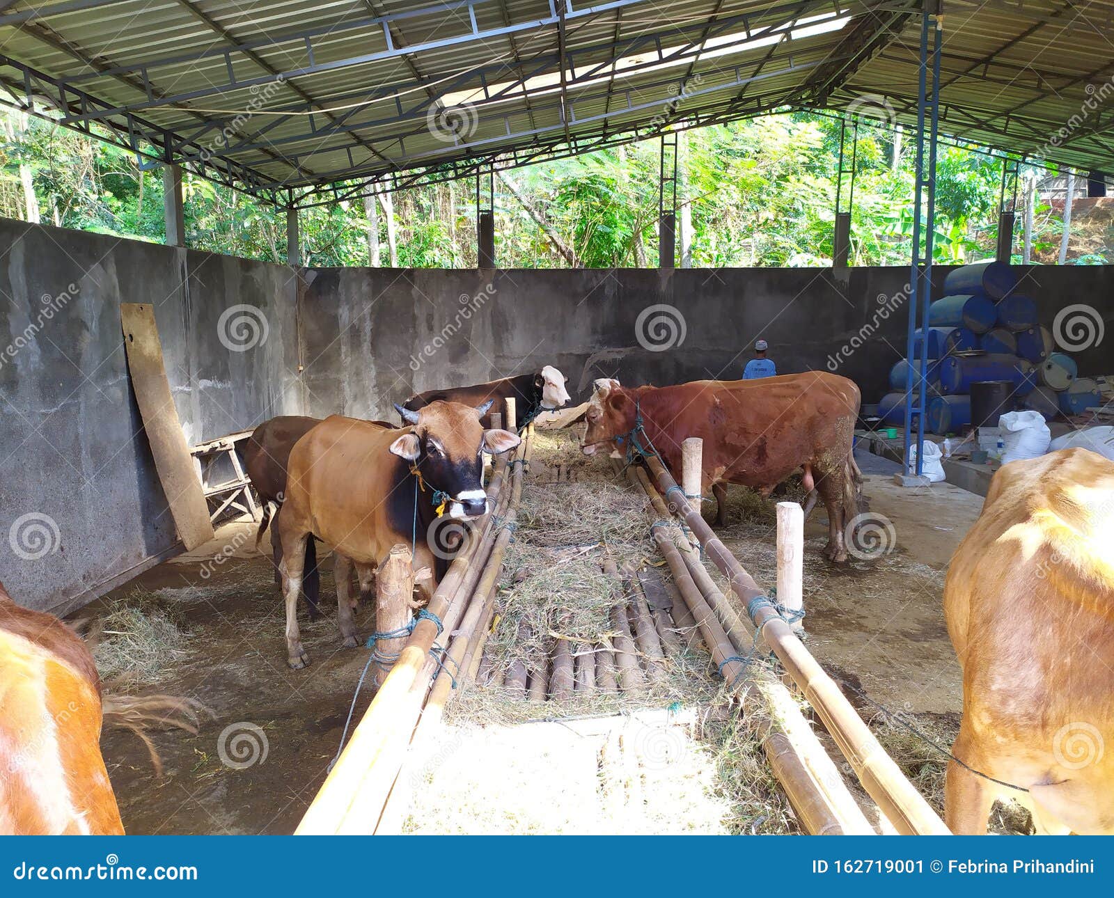 Cattle on the Farm are Ready To Be Slaughtered for Eid AlAdha Stock