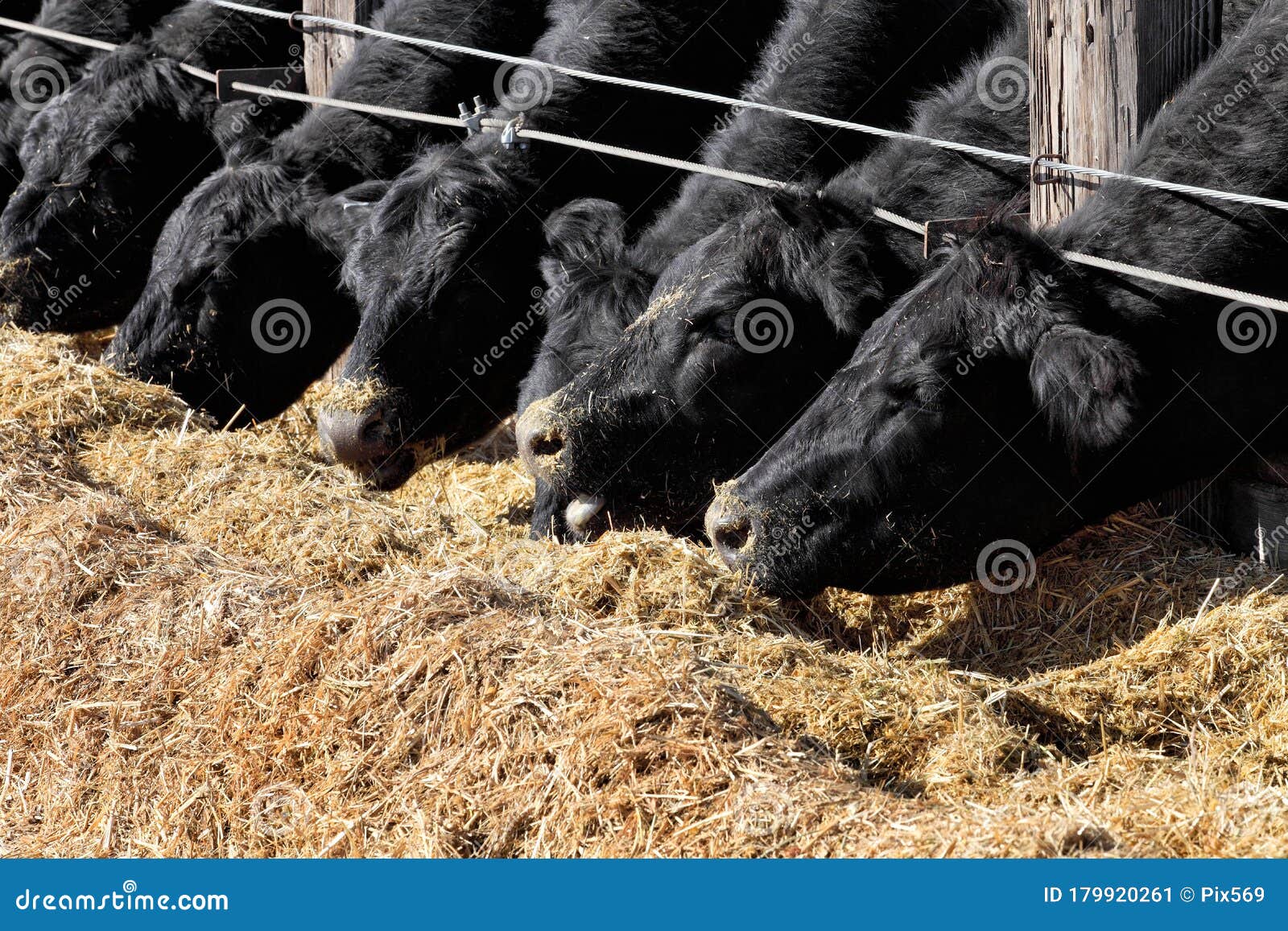Cattle Feeding in an Idaho Feedlot. Stock Image Image of cows, nose
