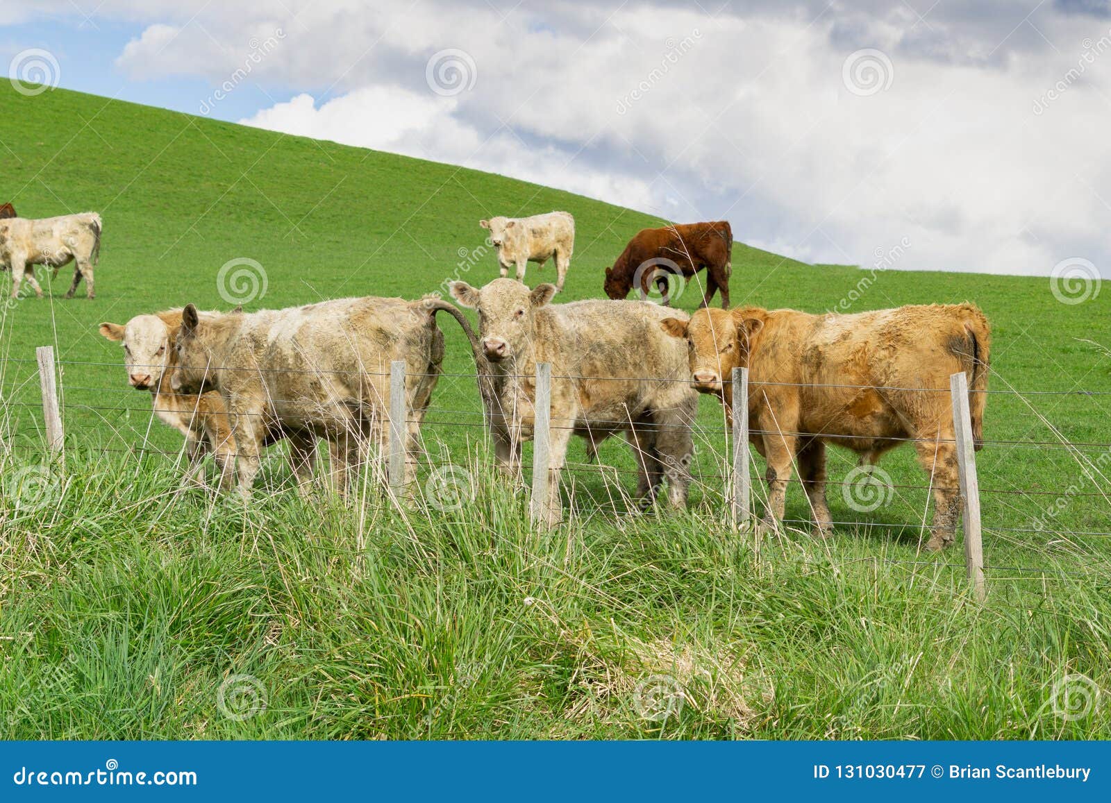 Cattle In Field In Rural New Zealand Royalty-Free Stock Photography ...
