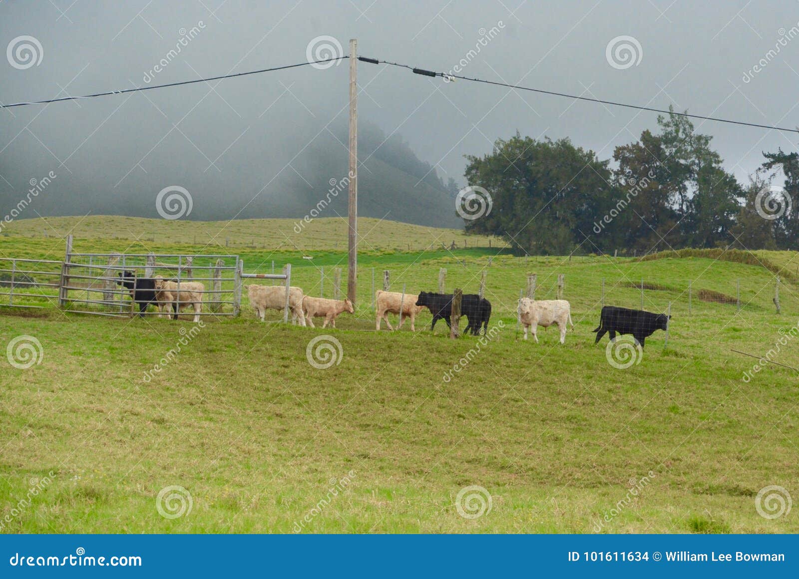 Cattle Call stock photo. Image of roundup, pasture, green 101611634